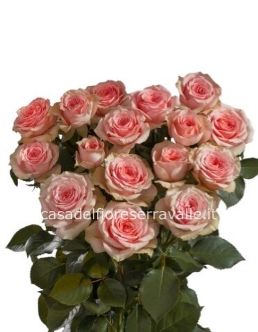 Rose colore rosa da comporre in mazzo per numero di steli