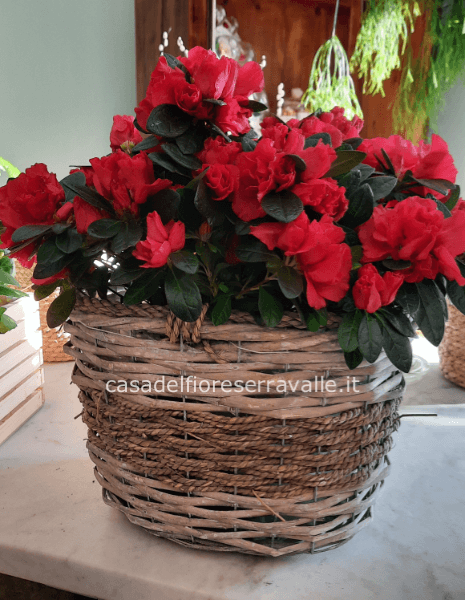 Pianta di azalea confezionata con stoffa