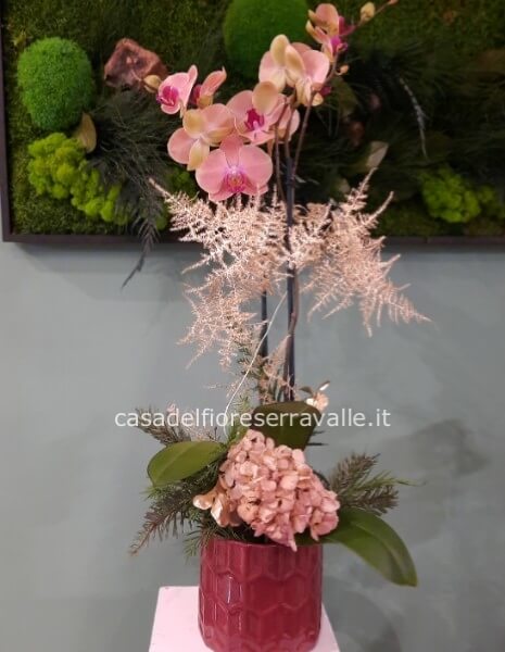 pianta phalaenopsis