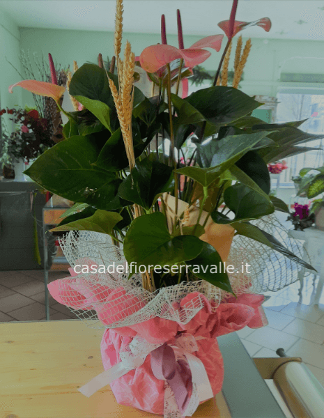 Anthurium Big
