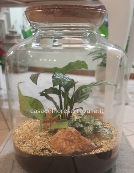 Terrario in vetro reciclato con tappo in sughero