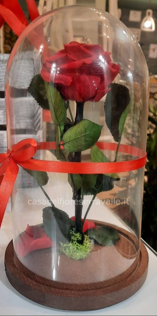 Cloche con rosa stabilizzata » Fiori, fiorista a Serravalle Scrivia. Invio  e consegna a domicilio fiori e piante a Serravalle Scrivia.
